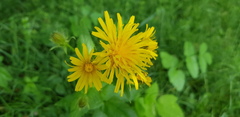 Crepis pyrenaica