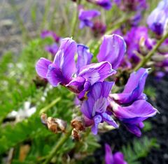 Oxytropis middendorffii
