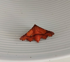 Dysodia speculifera