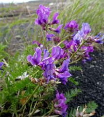 Oxytropis middendorffii