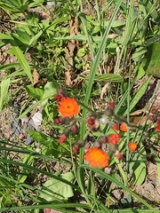 Pilosella aurantiaca