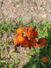 Pilosella aurantiaca
