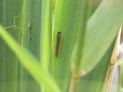 Rhadinoceraea micans