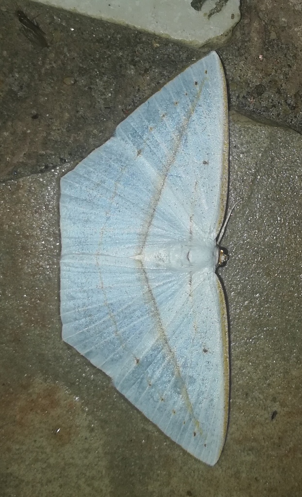 Orthocabera obliqua