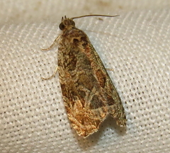 Olethreutes permundana