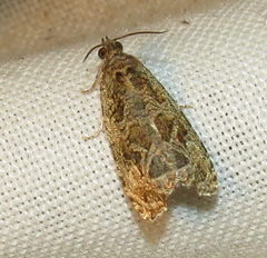 Olethreutes permundana