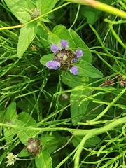 Prunella vulgaris