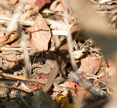 Aspidoscelis guttatus