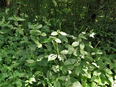 Achyranthes japonica hachijoensis