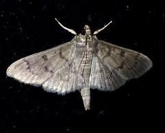 Coptobasis