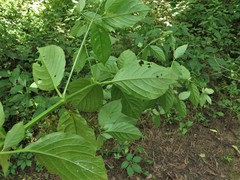Achyranthes japonica hachijoensis