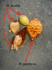 Rhynchospora pusilla