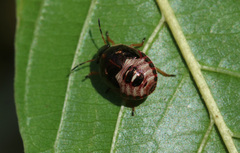Rubiconia intermedia