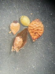 Rhynchospora pusilla