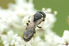 Lambdopsis