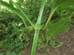 Achyranthes japonica hachijoensis
