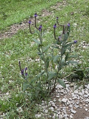 Verbena macdougalii