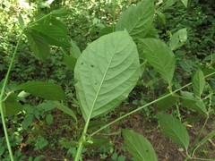 Achyranthes japonica hachijoensis