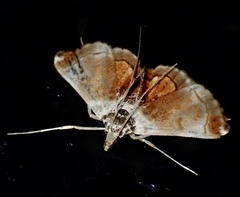 Trichophysetis pulchella
