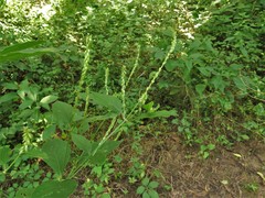 Achyranthes japonica hachijoensis