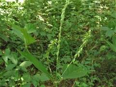 Achyranthes japonica hachijoensis