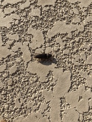 Diplostethus opacicollis