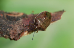 Rubiconia intermedia