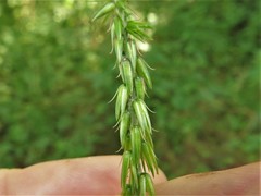 Achyranthes japonica hachijoensis