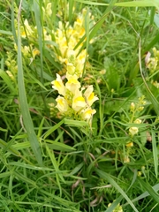 Linaria vulgaris