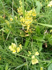 Linaria vulgaris