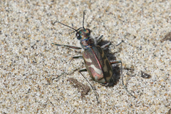 Cicindela bellissima
