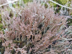 Cladonia crispata crispata