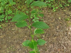 Achyranthes japonica hachijoensis