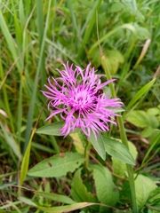Centaurea phrygia