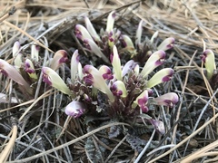 Pedicularis centranthera