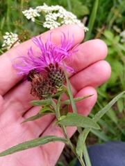 Centaurea phrygia