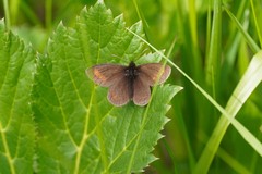 Erebia pharte