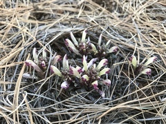 Pedicularis centranthera