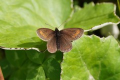 Erebia pharte