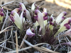 Pedicularis centranthera