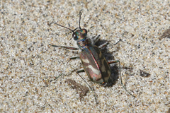 Cicindela bellissima