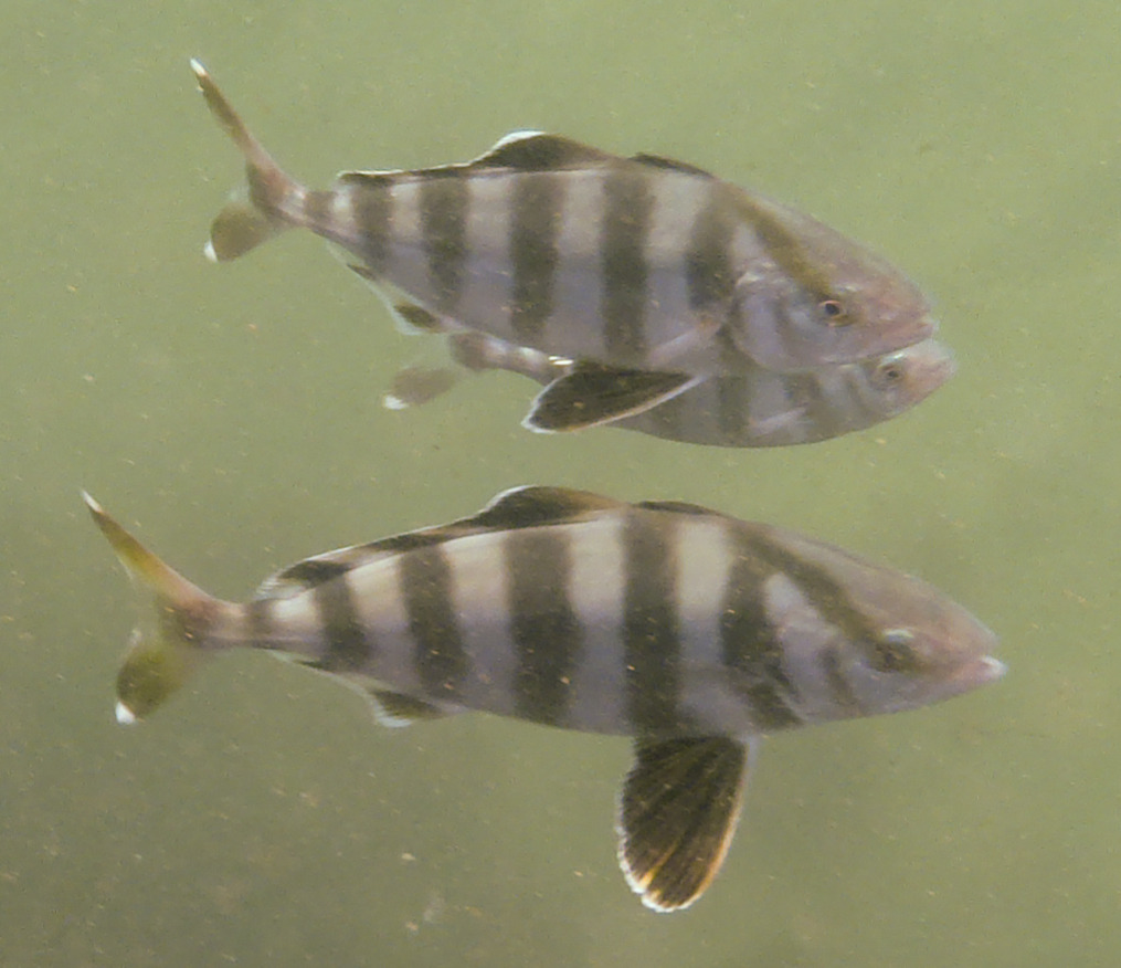 Band Aid Rudder Fish Banded Rudderfish