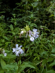 Saponaria officinalis