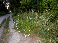 Saponaria officinalis