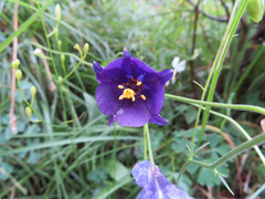 Aquilegia confusa