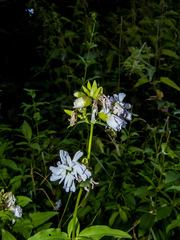 Saponaria officinalis