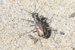 Cicindela bellissima
