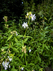Saponaria officinalis