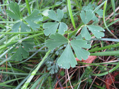 Aquilegia confusa