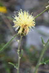 Centaurea salonitana